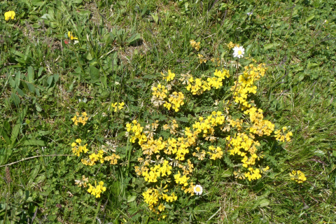 2026-06-23-SAC-Suenserspitze-076