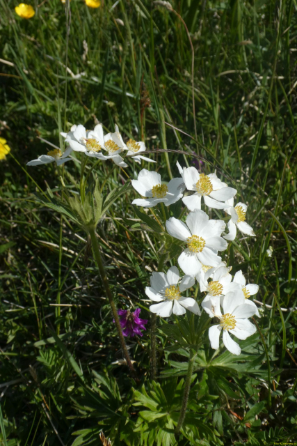 2026-06-23-SAC-Suenserspitze-097