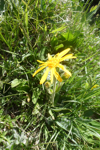 2026-06-23-SAC-Suenserspitze-099