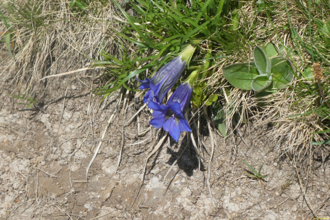 2026-06-23-SAC-Suenserspitze-103