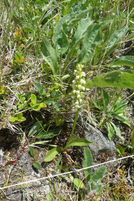 2026-06-23-SAC-Suenserspitze-164