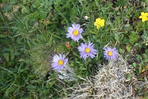 2026-06-23-SAC-Suenserspitze-166