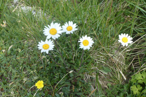 2026-06-23-SAC-Suenserspitze-167