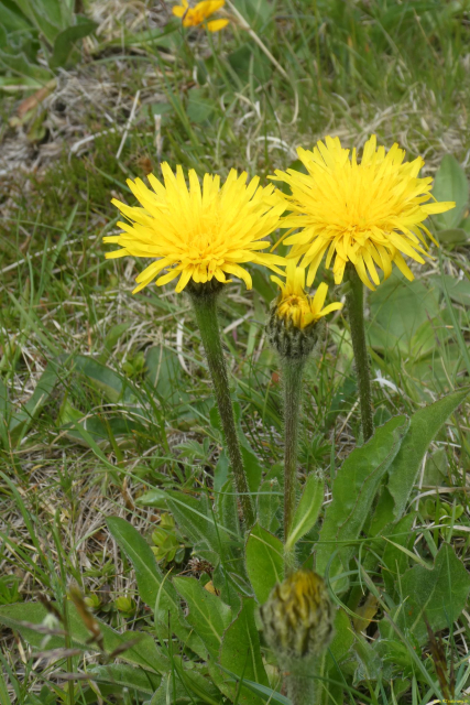 2026-06-23-SAC-Suenserspitze-184
