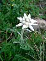 2004-08-08-Enderlin---Gyr--