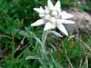 Bergblumen