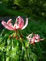 2005-06-27-Wallis-Zwischb