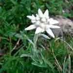 2004-08-08-Enderlin---Gyr--
