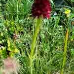 2005-06-27-Wallis-Zwischber