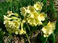 2006-05-03-Gruyeres-Les-A3