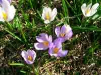 2006-05-04-Les-Avant-Plei4
