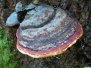 Pilze