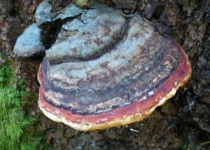 pilz1