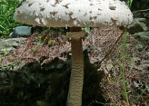 pilz2