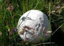 pilz3