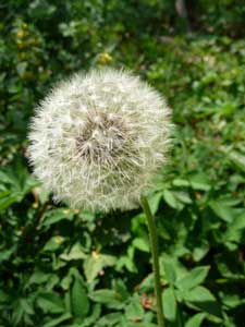 UnterBlume11
