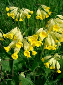 UnterBlume2