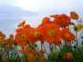 Unterlandblumen
