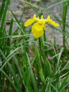 UnterBlume13