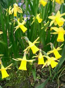 UnterBlume3