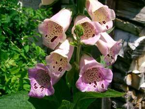 UnterBlume5
