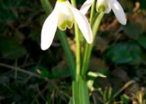 UnterBlume1