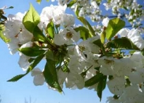 UnterBlume10