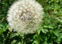 UnterBlume11
