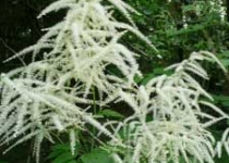 UnterBlume12