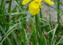 UnterBlume13