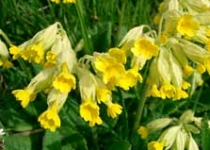 UnterBlume2