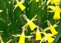 UnterBlume3