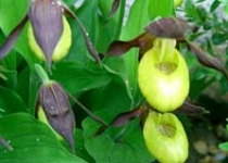 UnterBlume4