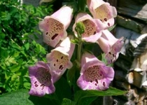 UnterBlume5