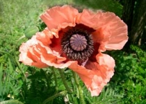 UnterBlume6