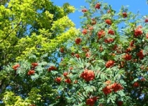 UnterBlume8